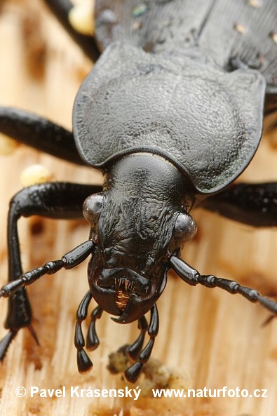 Carabus hortensis