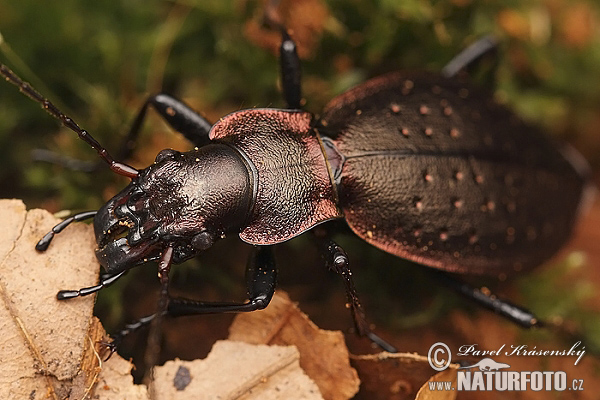 Carabus irregularis