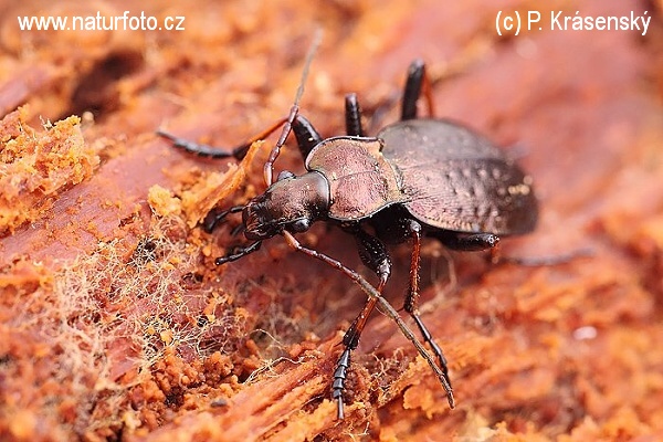 Carabus linnei