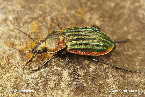 Carabus nitens