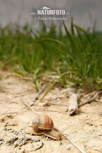 caracol romano