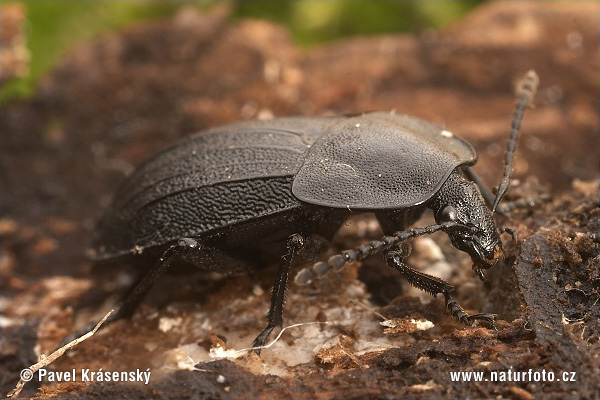Carrion Beetle (Phosphuga atrata)