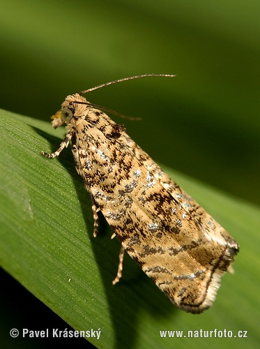 Celypha lacunana