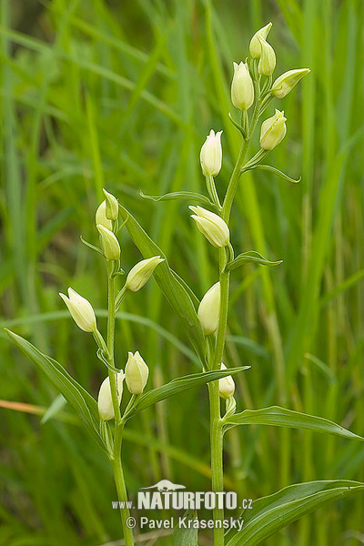 Cephalanthera damasonium