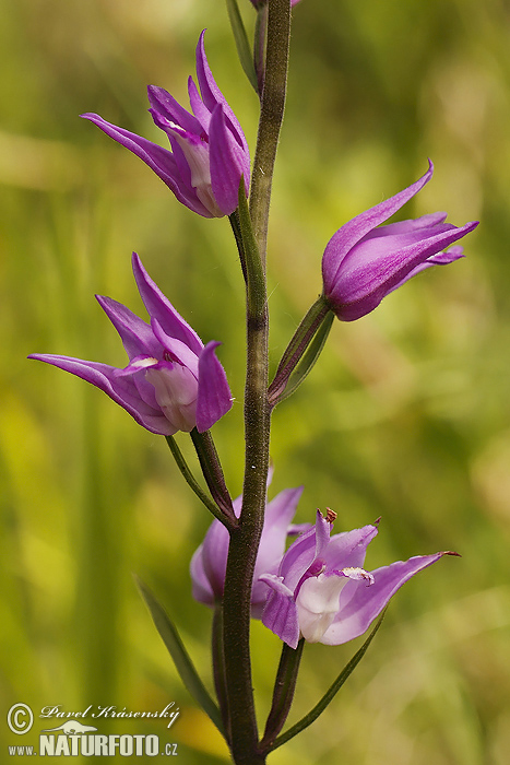 Céphalanthère rouge