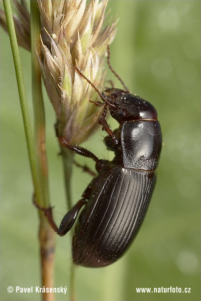 Cereal Beetle (Zabrus tenebrioides)