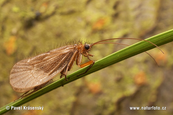 Chaetopteryx villosa