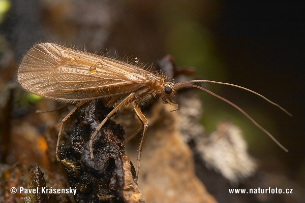 Chaetopteryx villosa