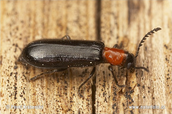 Chequered Beetle (Tillus elongatus)