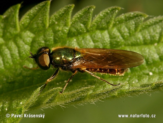 Chloromyia formosa