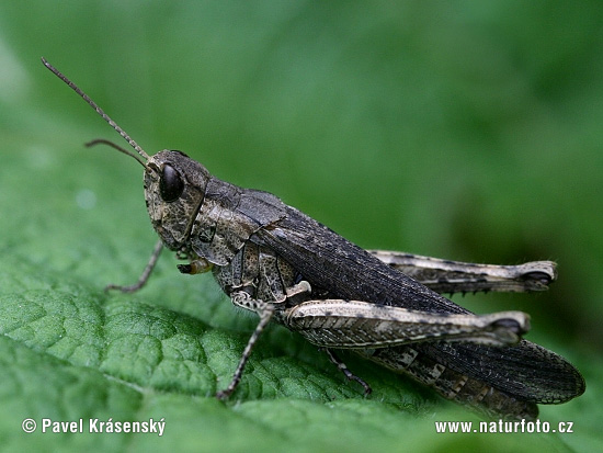 Chorthippus brunneus