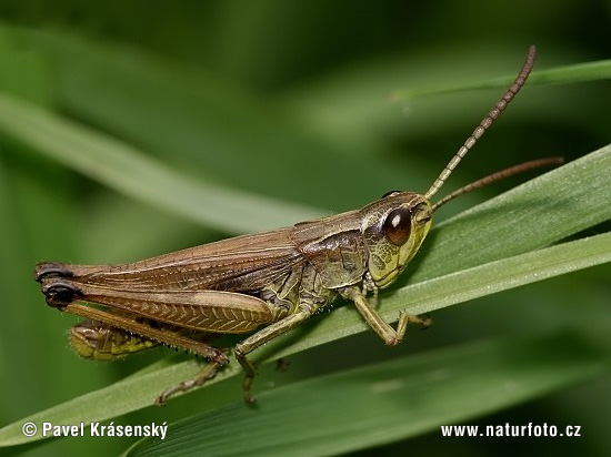 Chorthippus montanus