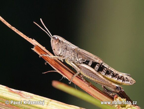 Chorthippus parallelus