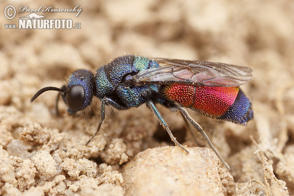 Chrysis splendidula