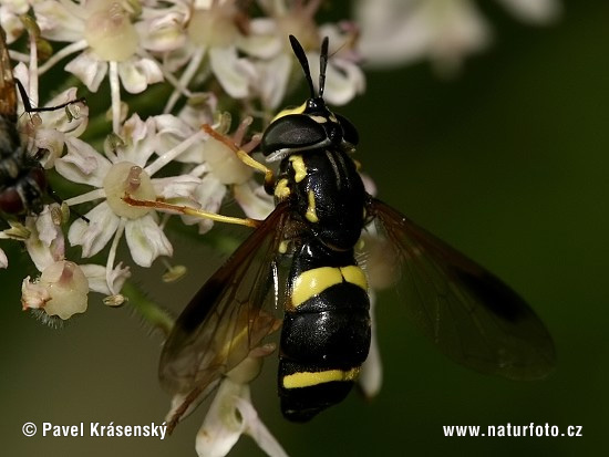 Chrysotoxum bicinctum