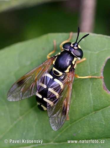 Chrysotoxum festivum