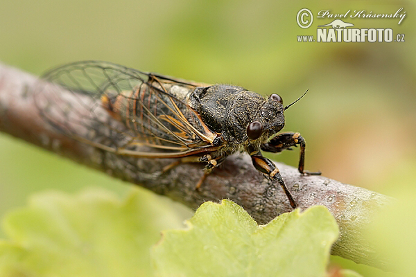 Cicadetta montana