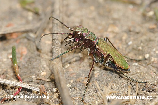 Cicindela campestre