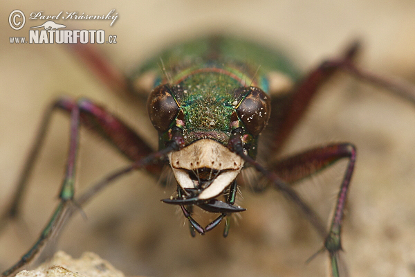 Cicindela campestre