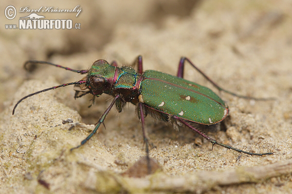 Cicindela campestris