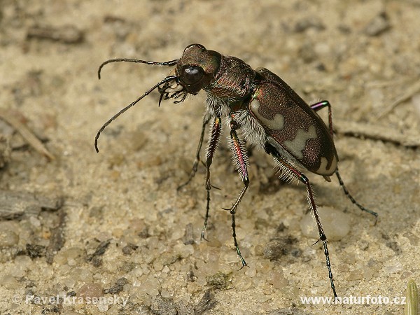 Cicindela hybrida