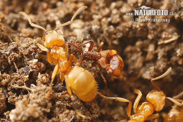 Claviger longicornis