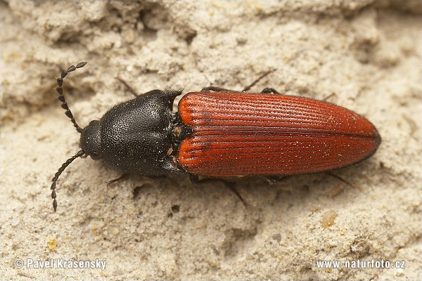 Click beetle (Ampedus sanguineus)