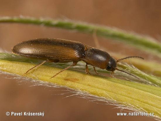 Click Beetle (Dalopius marginatus)