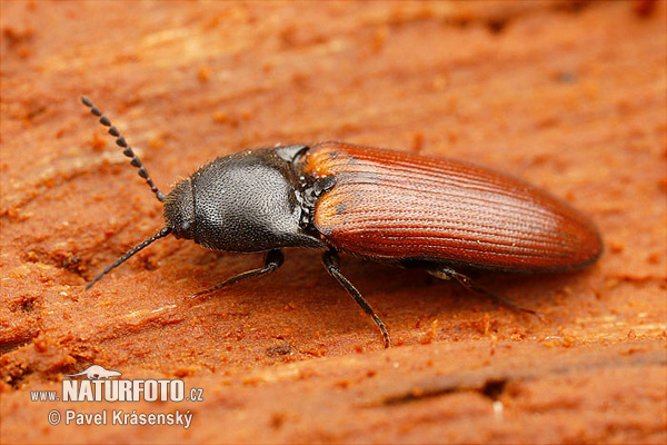 Click beetle (Ampedus pomorum)