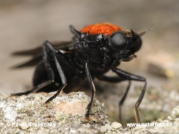 Clitellaria ephippium