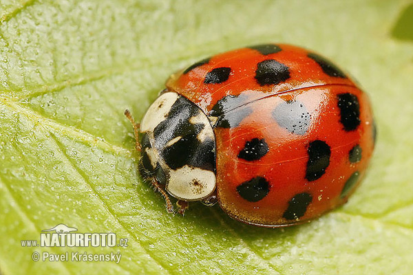 Coccinella arlecchino