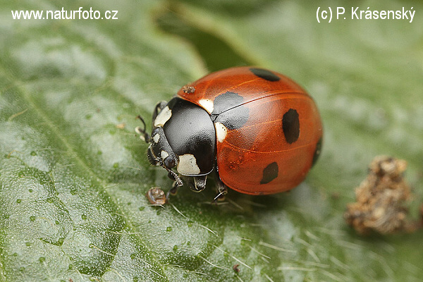 Coccinella comune