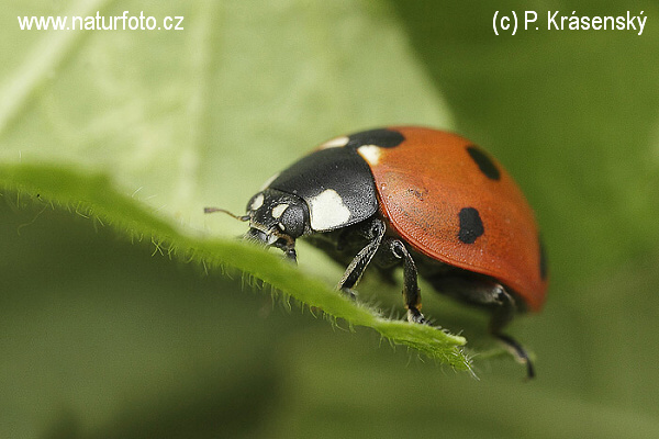 Coccinella septempunctata