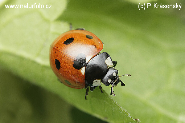 Coccinella septempunctata