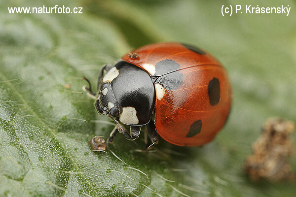 Coccinella septempunctata