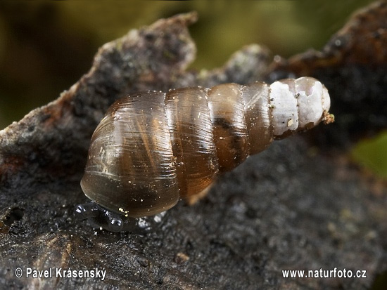 Cochlodina laminata