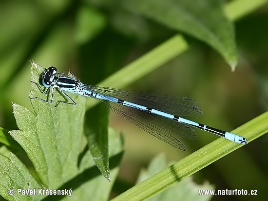 Coenagrion puella