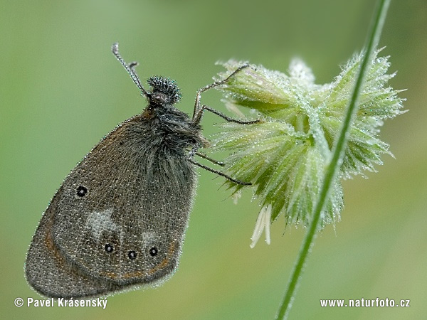 Coenonympha glycerion