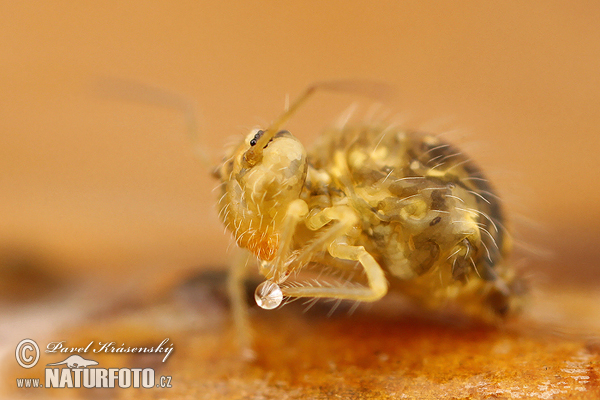 Collembola