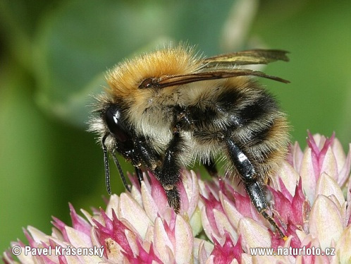 Common Carder-bee (Bombus pascuorum)