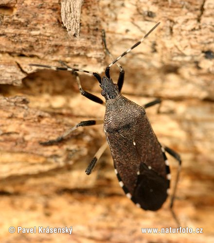 Common Stenocephalid Bug (Dicranocephalus agilis)