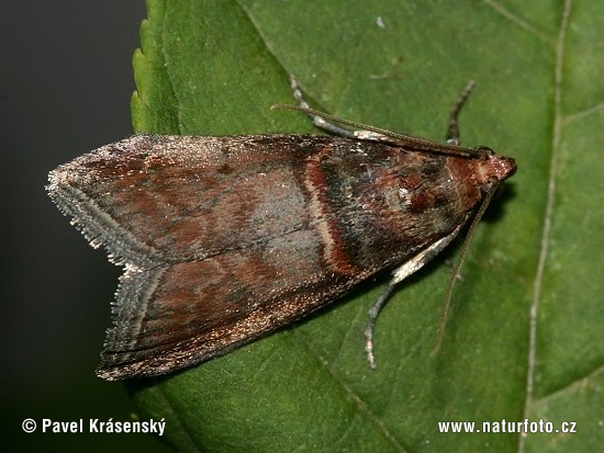 Conobathra repandana