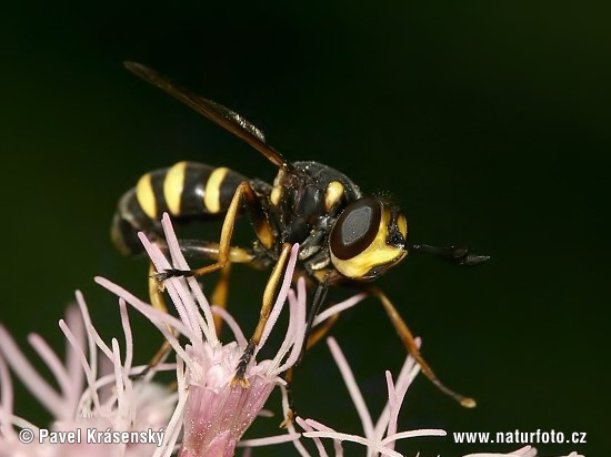 Conops quadrifasciatus