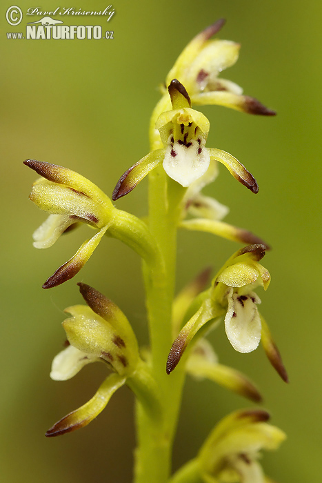 Corallorhiza trifida