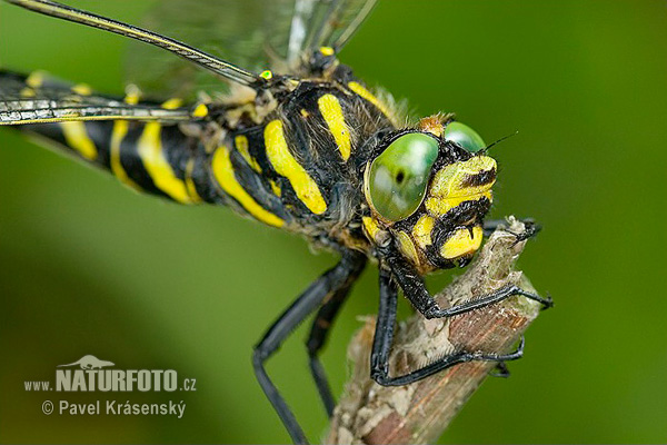 Cordulegester anellato