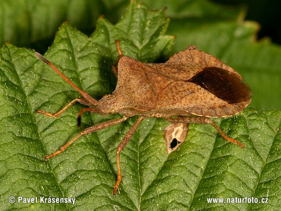 Coreus marginatus