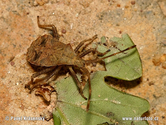 Coreus marginatus