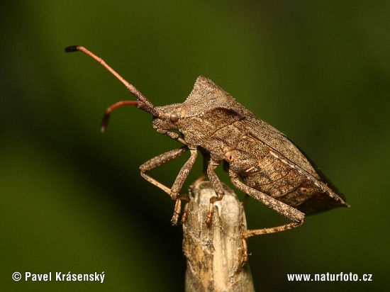 Coreus marginatus