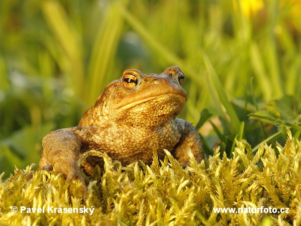 Crapaud commun