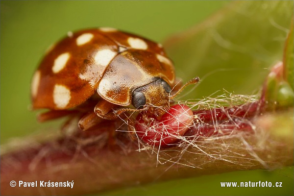 Cream-spotted Lady Beetle (Calvia quatuordecimguttata)